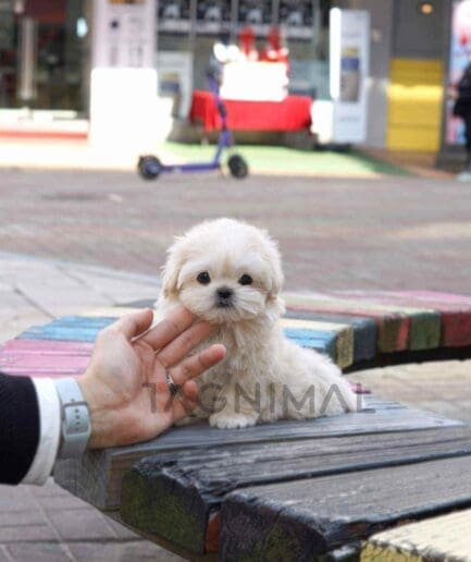 Maltipoo puppy for sale, dog for sale at Tagnimal
