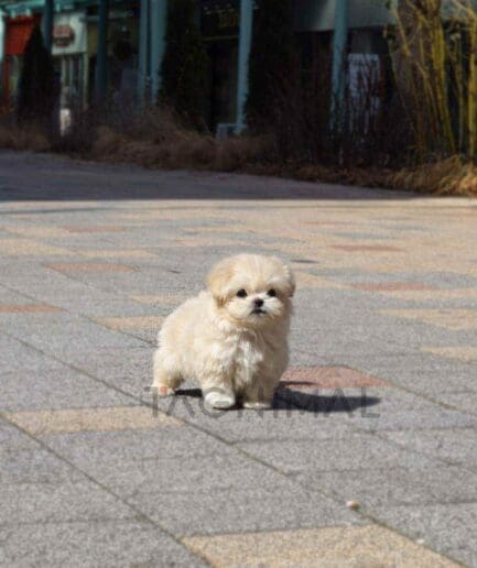 Maltipoo puppy for sale, dog for sale at Tagnimal