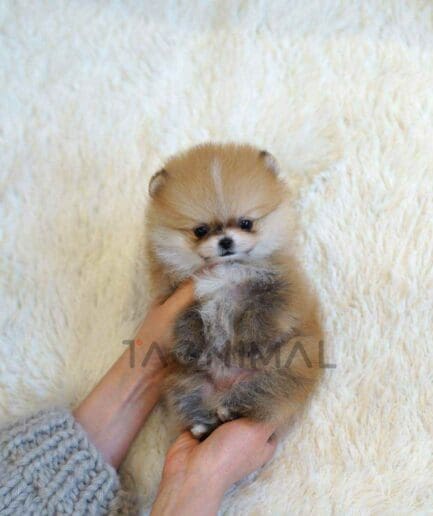 Pomeranian puppy for sale, dog for sale at Tagnimal