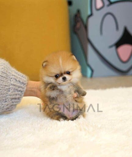 Pomeranian puppy for sale, dog for sale at Tagnimal