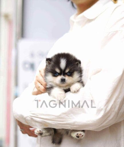 ขายลูกสุนัขปอมสกี้ ซื้อสุนัข ซื้อหมา ได้ที่ Tagnimal