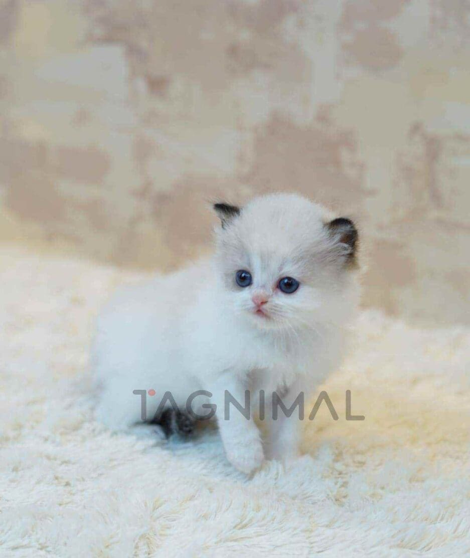 Ragdoll kitten for sale, cat for sale at Tagnimal