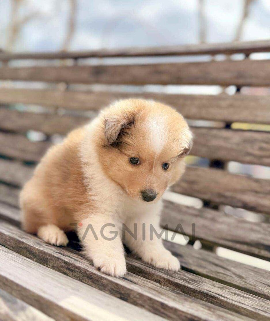 Sheltie puppy for sale, dog for sale at Tagnimal