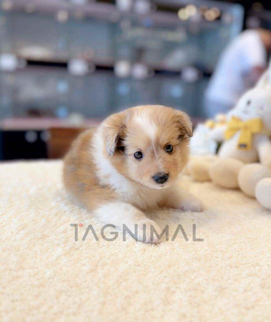 Sheltie puppy for sale, dog for sale at Tagnimal