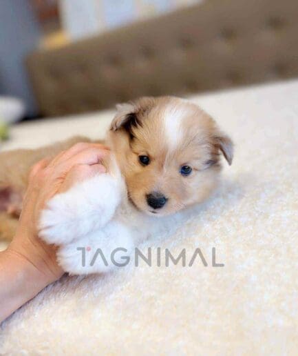 ขายลูกสุนัขเชทแลนด์ ชีพด็อก ซื้อสุนัข ซื้อหมา ได้ที่ Tagnimal
