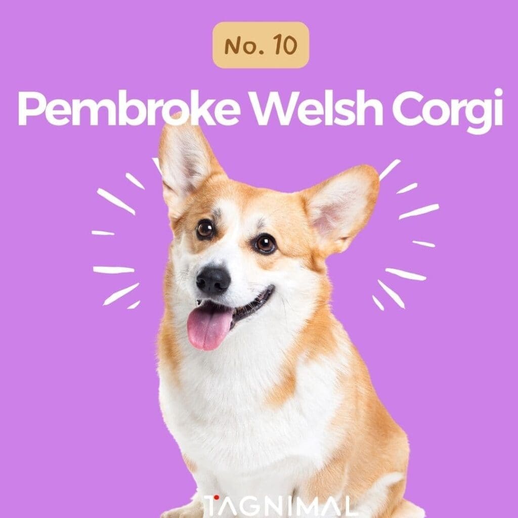 Tagnimal top 10 smartest dog in the world Pembroke Welsh Corgi