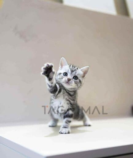 American Shorthair kitten for sale, cat for sale at Tagnimal