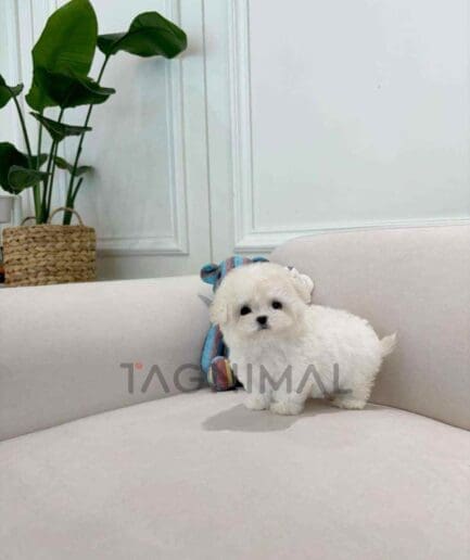 ขายลูกสุนัขบิชอง ซื้อสุนัข ซื้อหมา ได้ที่ Tagnimal