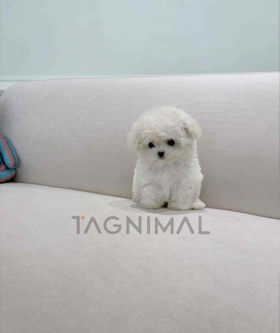 Bichon puppy for sale, dog for sale at Tagnimal
