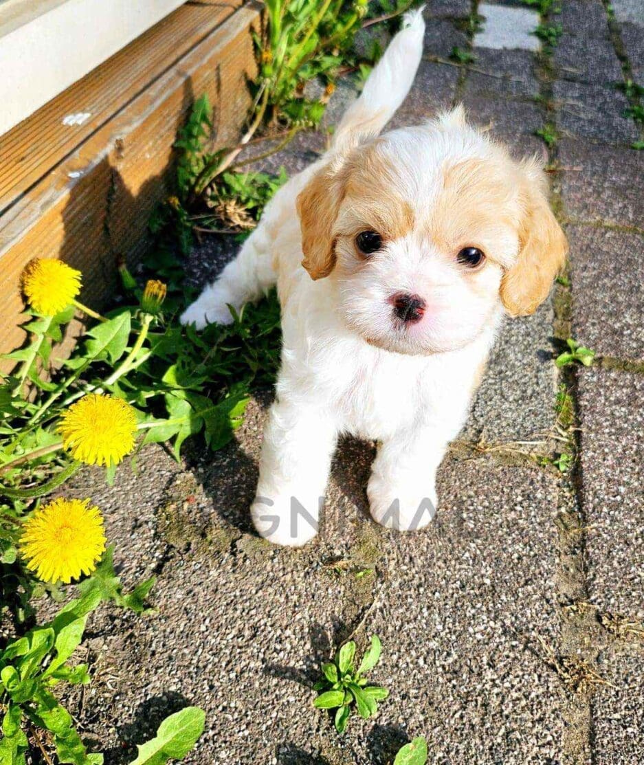 Cavachon puppy for sale, dog for sale at Tagnimal