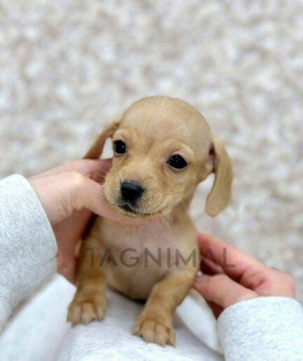 ขายลูกสุนัขดัชชุน ซื้อสุนัข ซื้อหมา ได้ที่ Tagnimal