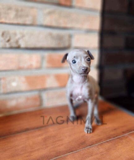 ขายลูกสุนัขอิตาเลียน เกรย์ฮาวด์ ซื้อสุนัข ซื้อหมา ได้ที่ Tagnimal