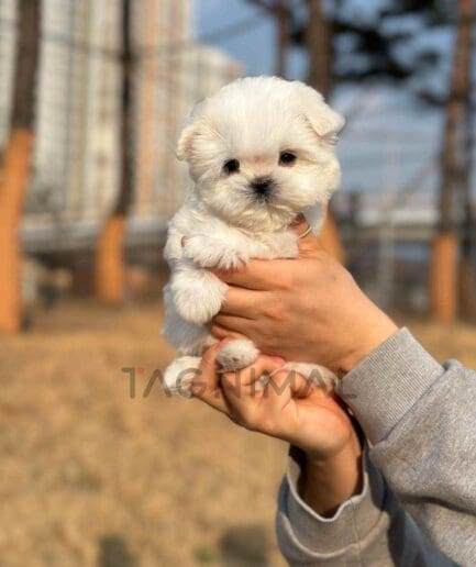 Maltese puppy for sale, dog for sale at Tagnimal
