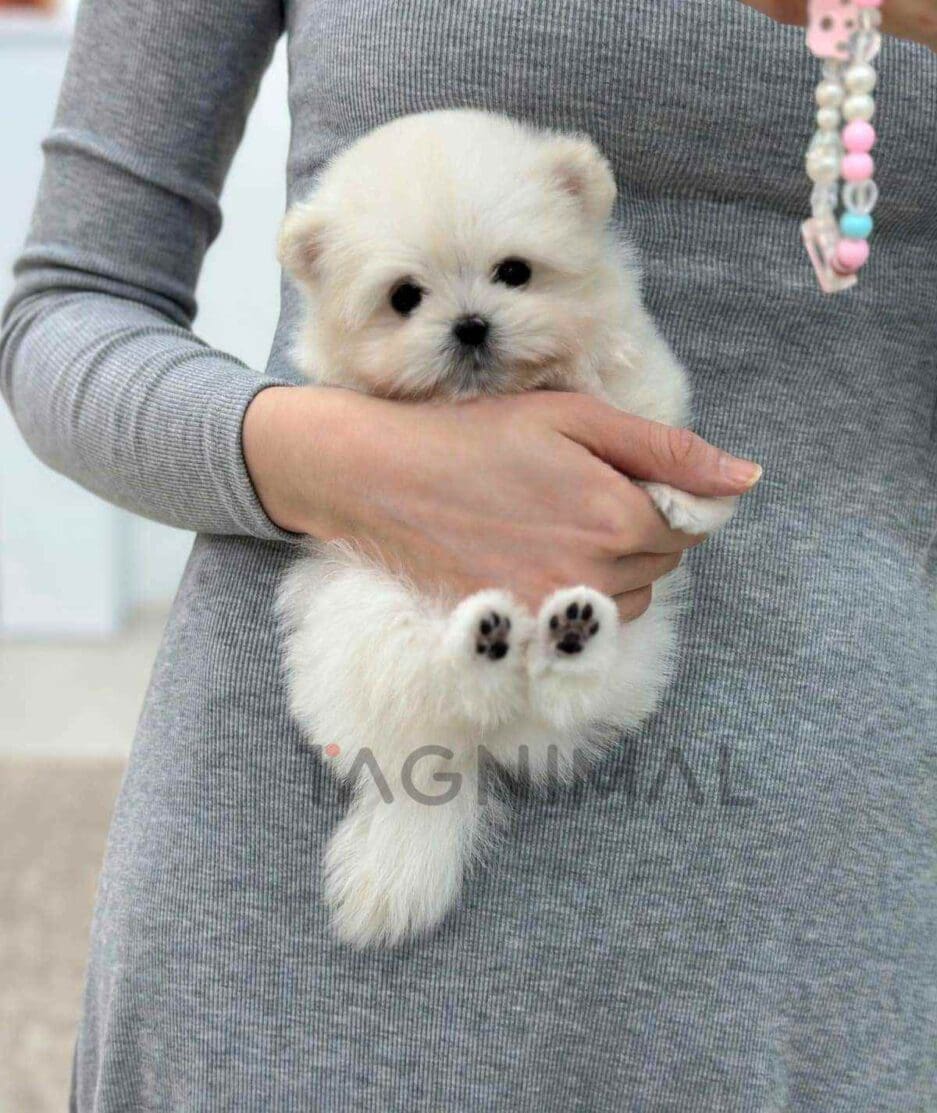 Maltipom puppy for sale, dog for sale at Tagnimal
