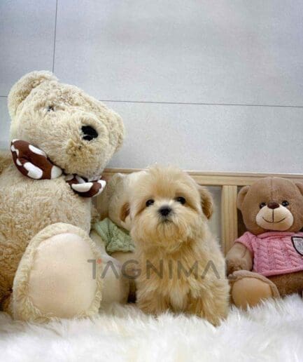 ขายลูกสุนัขมอลติพู ซื้อสุนัข ซื้อหมา ได้ที่ Tagnimal