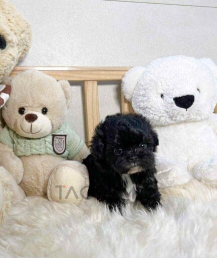 ขายลูกสุนัขมอลติพู ซื้อสุนัข ซื้อหมา ได้ที่ Tagnimal