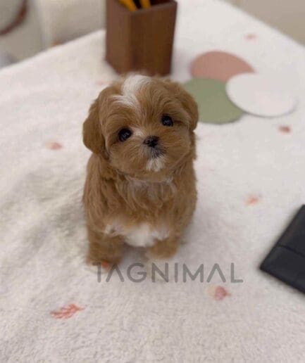 Maltipoo puppy for sale, dog for sale at Tagnimal