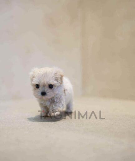 Maltipoo puppy for sale, dog for sale at Tagnimal