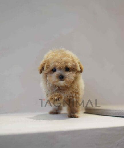 Maltipoo puppy for sale, dog for sale at Tagnimal