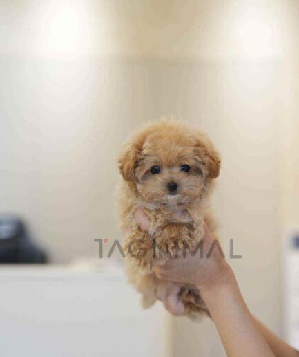 Maltipoo puppy for sale, dog for sale at Tagnimal