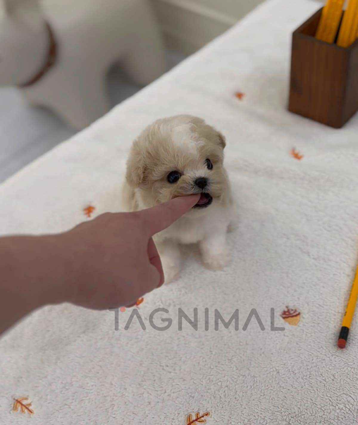 ขายลูกสุนัขมอลติพู ซื้อสุนัข ซื้อหมา ได้ที่ Tagnimal