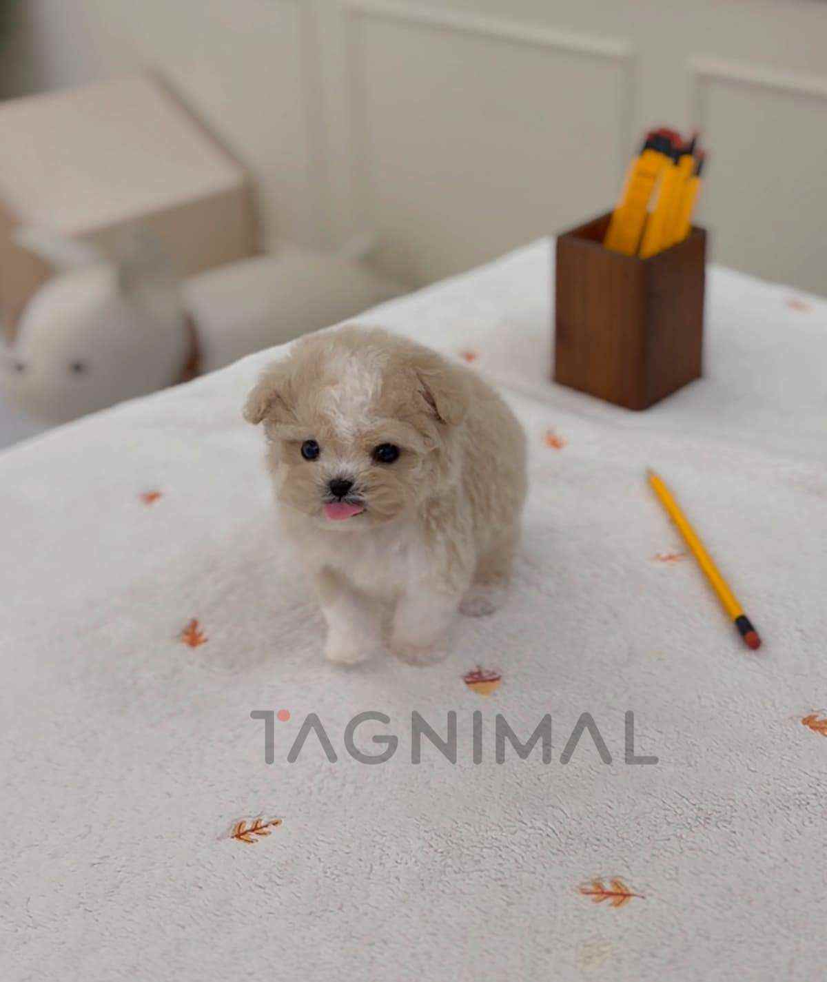 ขายลูกสุนัขมอลติพู ซื้อสุนัข ซื้อหมา ได้ที่ Tagnimal