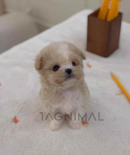 Maltipoo puppy for sale, dog for sale at Tagnimal