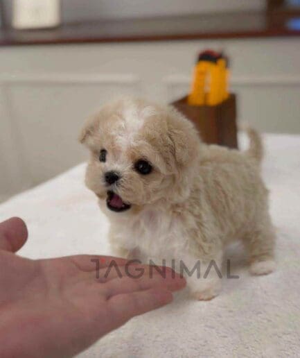 Maltipoo puppy for sale, dog for sale at Tagnimal