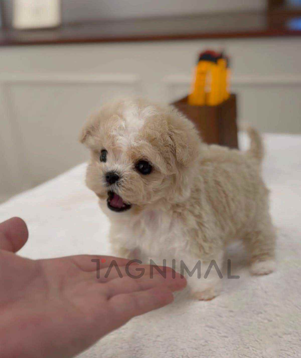ขายลูกสุนัขมอลติพู ซื้อสุนัข ซื้อหมา ได้ที่ Tagnimal