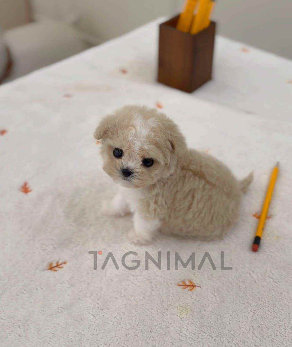 ขายลูกสุนัขมอลติพู ซื้อสุนัข ซื้อหมา ได้ที่ Tagnimal