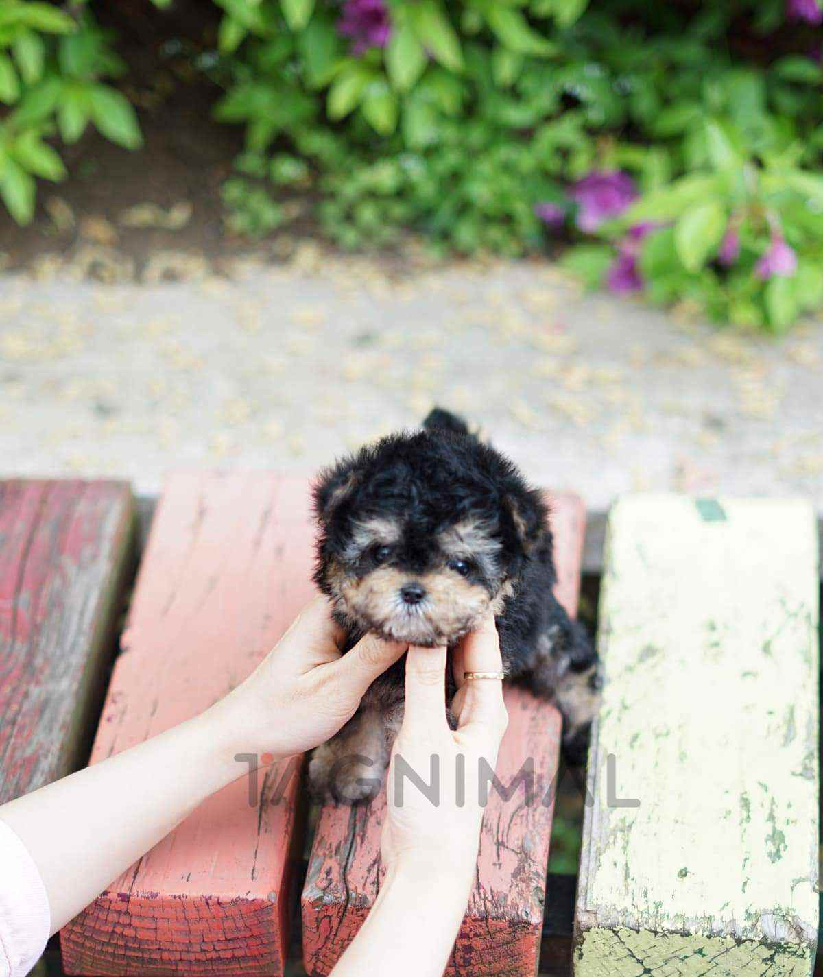Maltipoo puppy for sale, dog for sale at Tagnimal