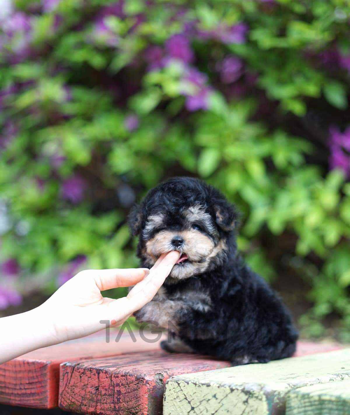 Maltipoo puppy for sale, dog for sale at Tagnimal