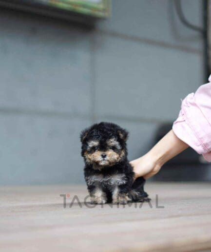 ขายลูกสุนัขมอลติพู ซื้อสุนัข ซื้อหมา ได้ที่ Tagnimal