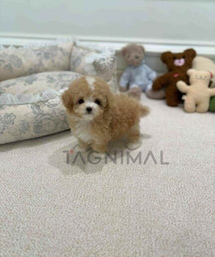 ขายลูกสุนัขมอลติพู ซื้อสุนัข ซื้อหมา ได้ที่ Tagnimal