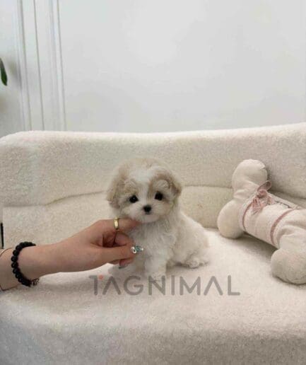 ขายลูกสุนัขมอลติพู ซื้อสุนัข ซื้อหมา ได้ที่ Tagnimal