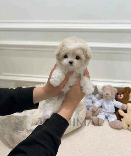Maltipoo puppy for sale, dog for sale at Tagnimal