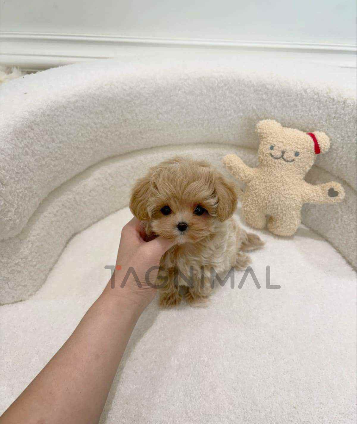 Maltipoo puppy for sale, dog for sale at Tagnimal