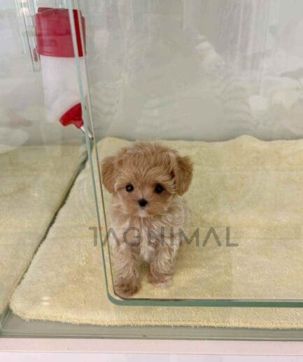 ขายลูกสุนัขมอลติพู ซื้อสุนัข ซื้อหมา ได้ที่ Tagnimal