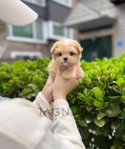 ขายลูกสุนัขมอลติพู ซื้อสุนัข ซื้อหมา ได้ที่ Tagnimal