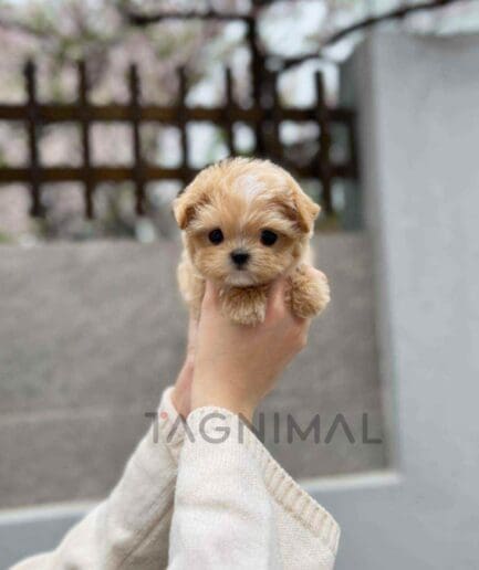 Maltipoo puppy for sale, dog for sale at Tagnimal