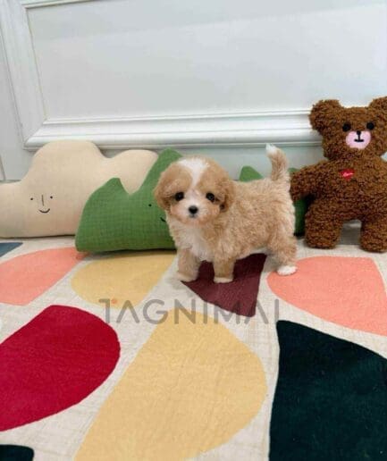 ขายลูกสุนัขมอลติพู ซื้อสุนัข ซื้อหมา ได้ที่ Tagnimal