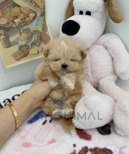 ขายลูกสุนัขมอลติพู ซื้อสุนัข ซื้อหมา ได้ที่ Tagnimal