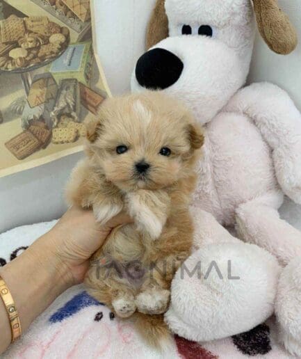 ขายลูกสุนัขมอลติพู ซื้อสุนัข ซื้อหมา ได้ที่ Tagnimal