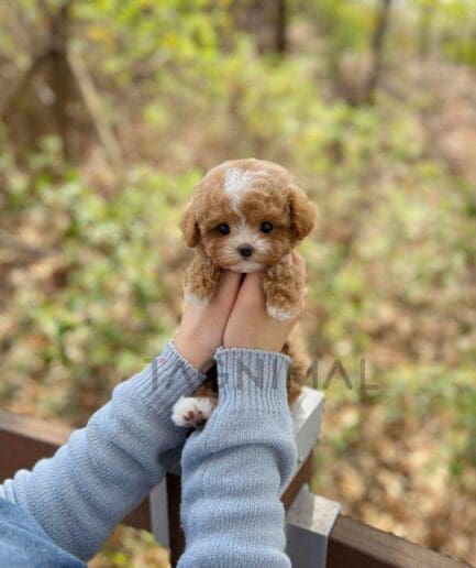 Maltipoo puppy for sale, dog for sale at Tagnimal