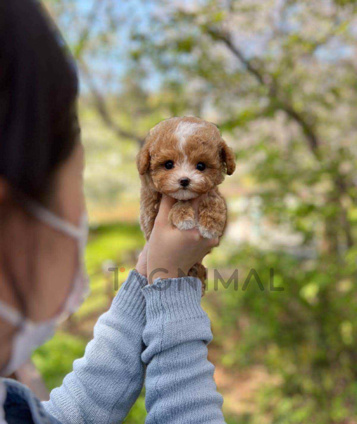 Maltipoo puppy for sale, dog for sale at Tagnimal
