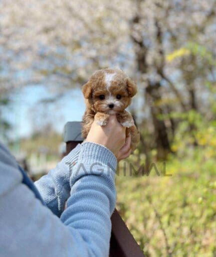 Maltipoo puppy for sale, dog for sale at Tagnimal