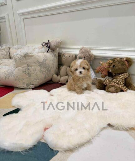 ขายลูกสุนัขมอลติพู ซื้อสุนัข ซื้อหมา ได้ที่ Tagnimal