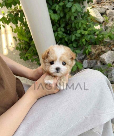 Maltipoo puppy for sale, dog for sale at Tagnimal