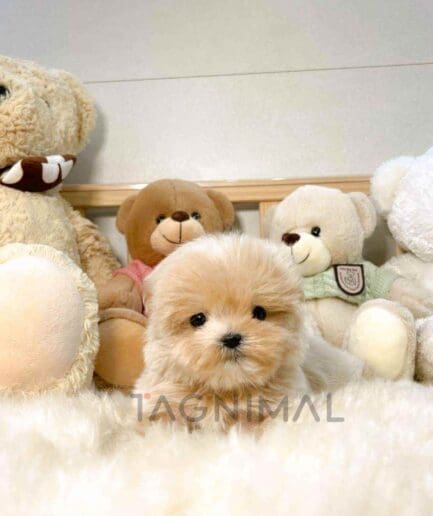 ขายลูกสุนัขมอลติพู ซื้อสุนัข ซื้อหมา ได้ที่ Tagnimal