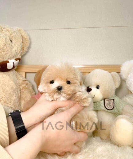 ขายลูกสุนัขมอลติพู ซื้อสุนัข ซื้อหมา ได้ที่ Tagnimal